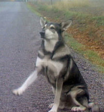 Load image into Gallery viewer, TV THE LITTLEST HOBO 114 EPISODES 16 DVD ISO SET 1979-1985 TV SHOW